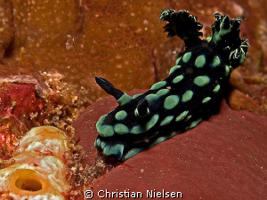 Nudibranch in Komodo.
I like these small colourful creat... by Christian Nielsen 